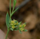 Bupleurum semicompositum