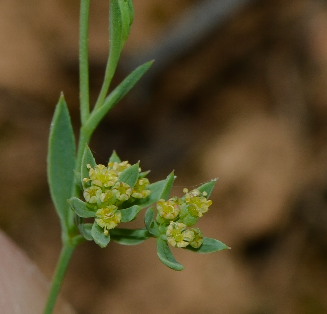 Изображение особи Bupleurum semicompositum.