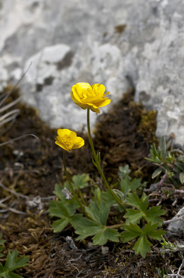 Изображение особи Ranunculus oreophilus.