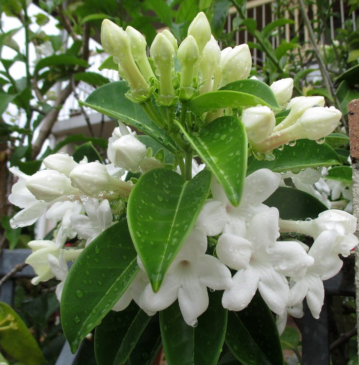 Image of Marsdenia floribunda specimen.