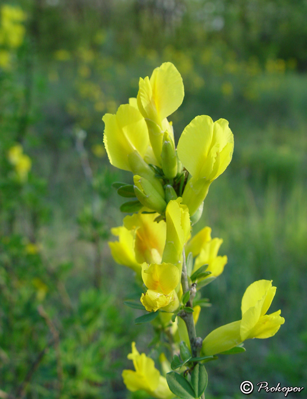 Изображение особи Chamaecytisus ruthenicus.