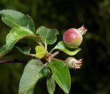 Malus domestica