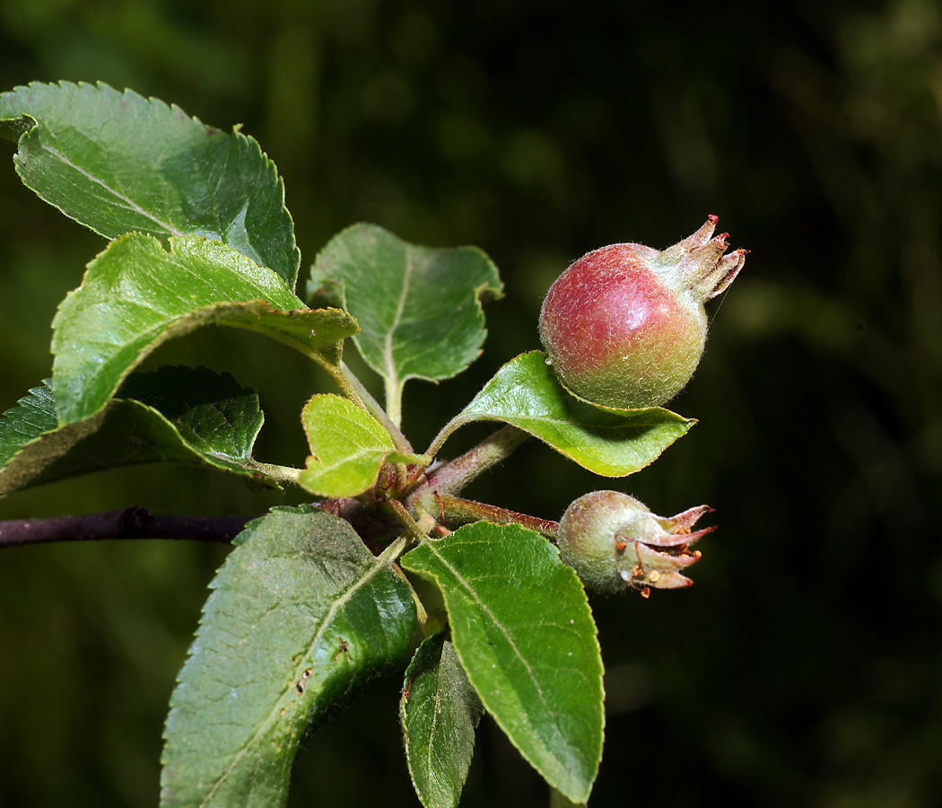 Image of Malus domestica specimen.