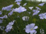 Linum nervosum