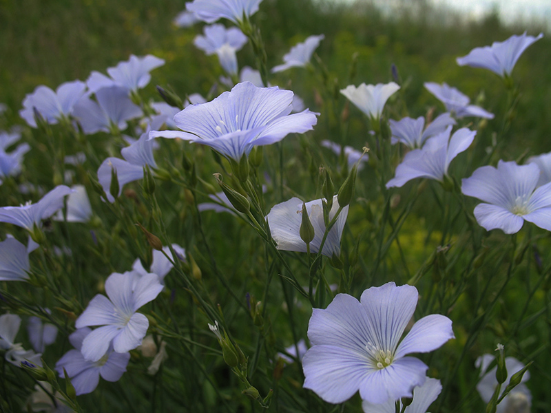 Изображение особи Linum nervosum.