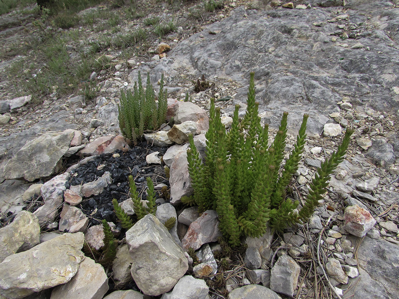 Image of Sedum sediforme specimen.