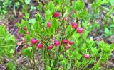 Vaccinium myrtillus