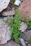 Galium ibicinum