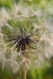 Tragopogon subspecies major