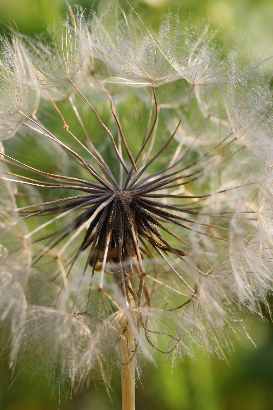 Изображение особи Tragopogon dubius ssp. major.