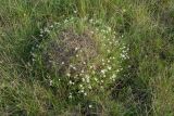 Cerastium arvense