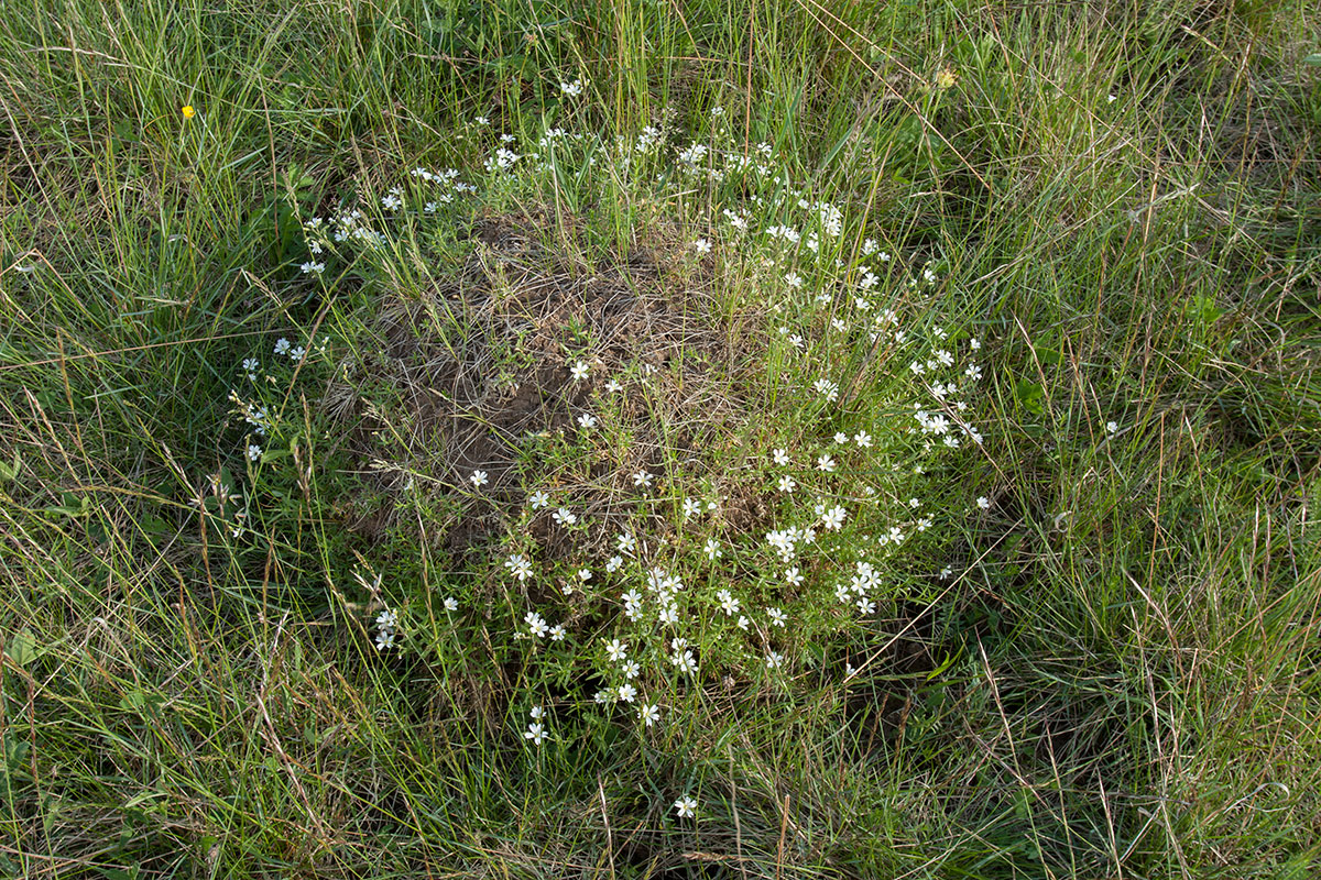 Image of Cerastium arvense specimen.