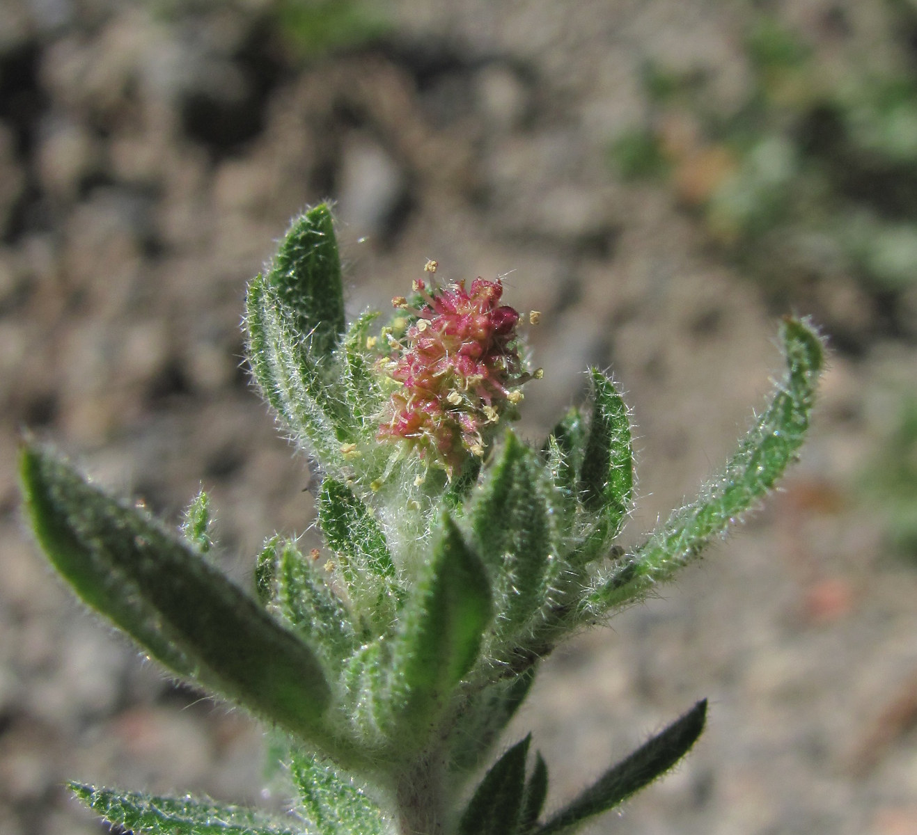 Image of Axyris caucasica specimen.