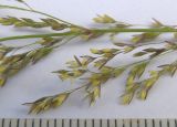 Agrostis gigantea