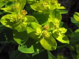 Euphorbia semivillosa