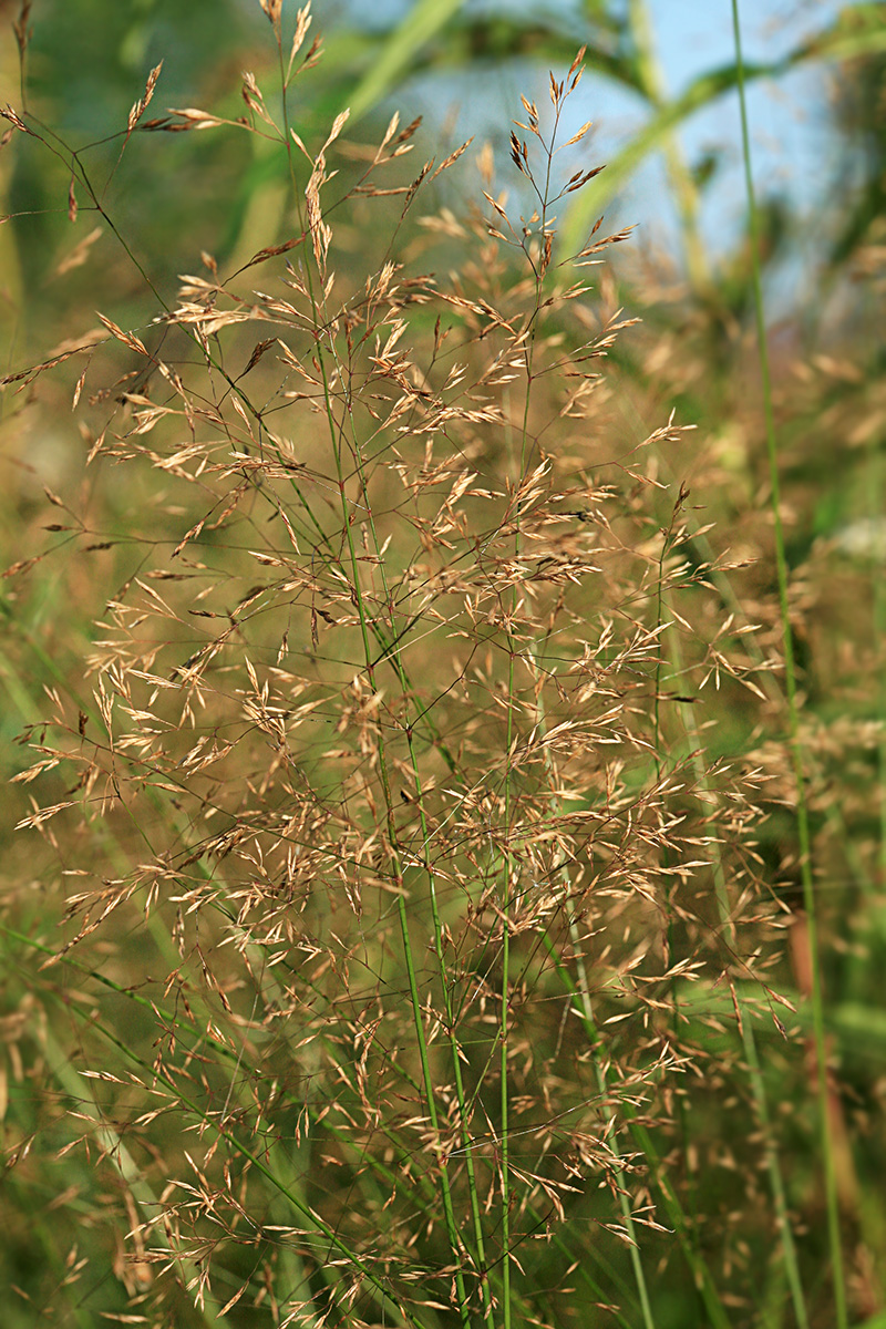 Изображение особи Agrostis tenuis.