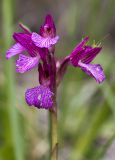 Anacamptis papilionacea. Верхушка побега с соцветием и сидящими кузнечиками. Греция, Пелопоннес, Мессения, тропа выше влажного леса возле ущелья Фарангаки Перистерия. 29.03.2015.