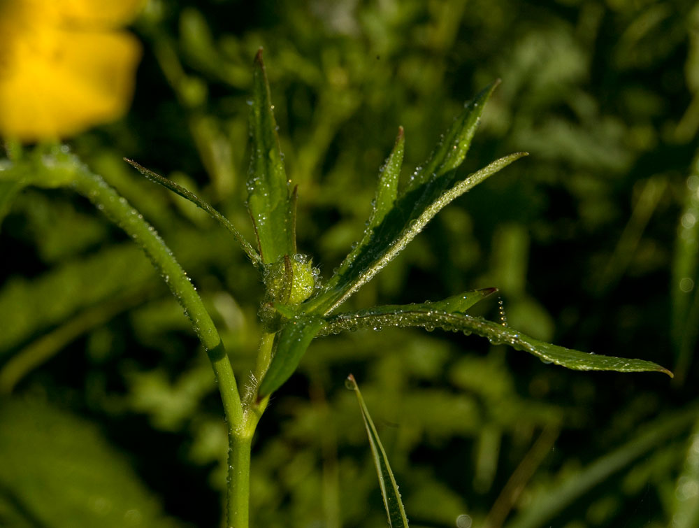 Image of Ranunculus acris specimen.