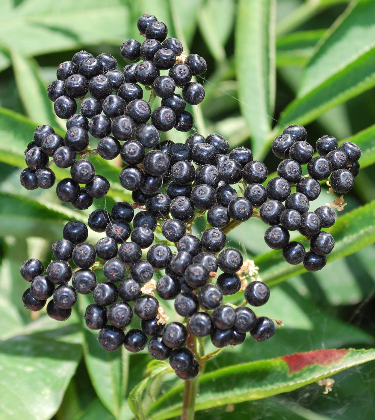 Изображение особи Sambucus ebulus.