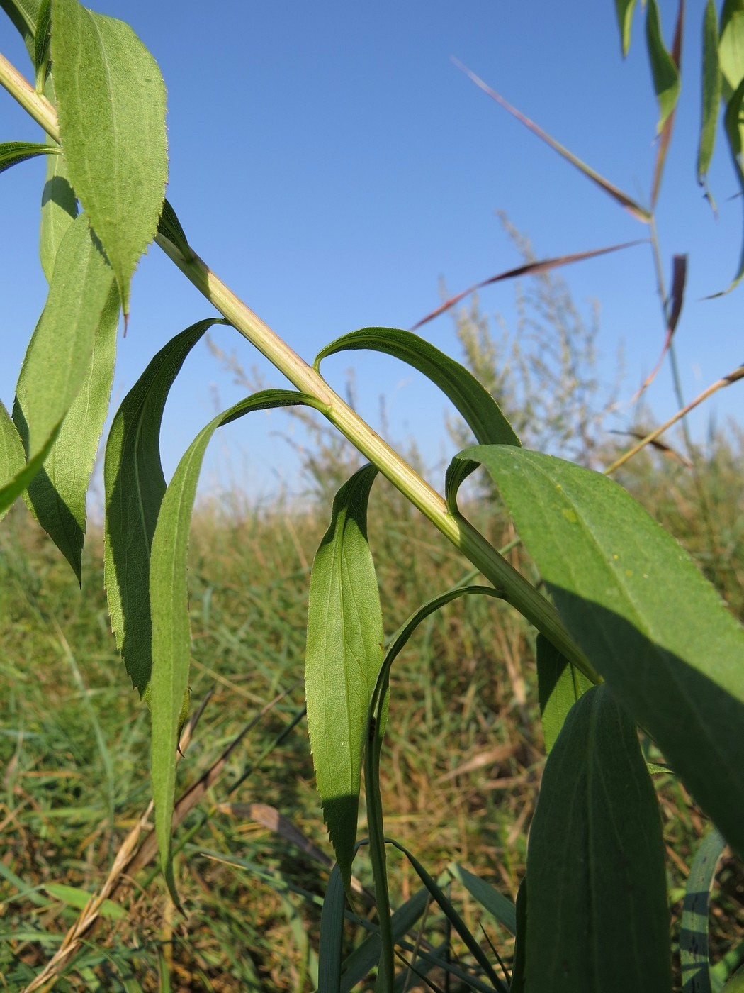 Image of Solidago gigantea specimen.