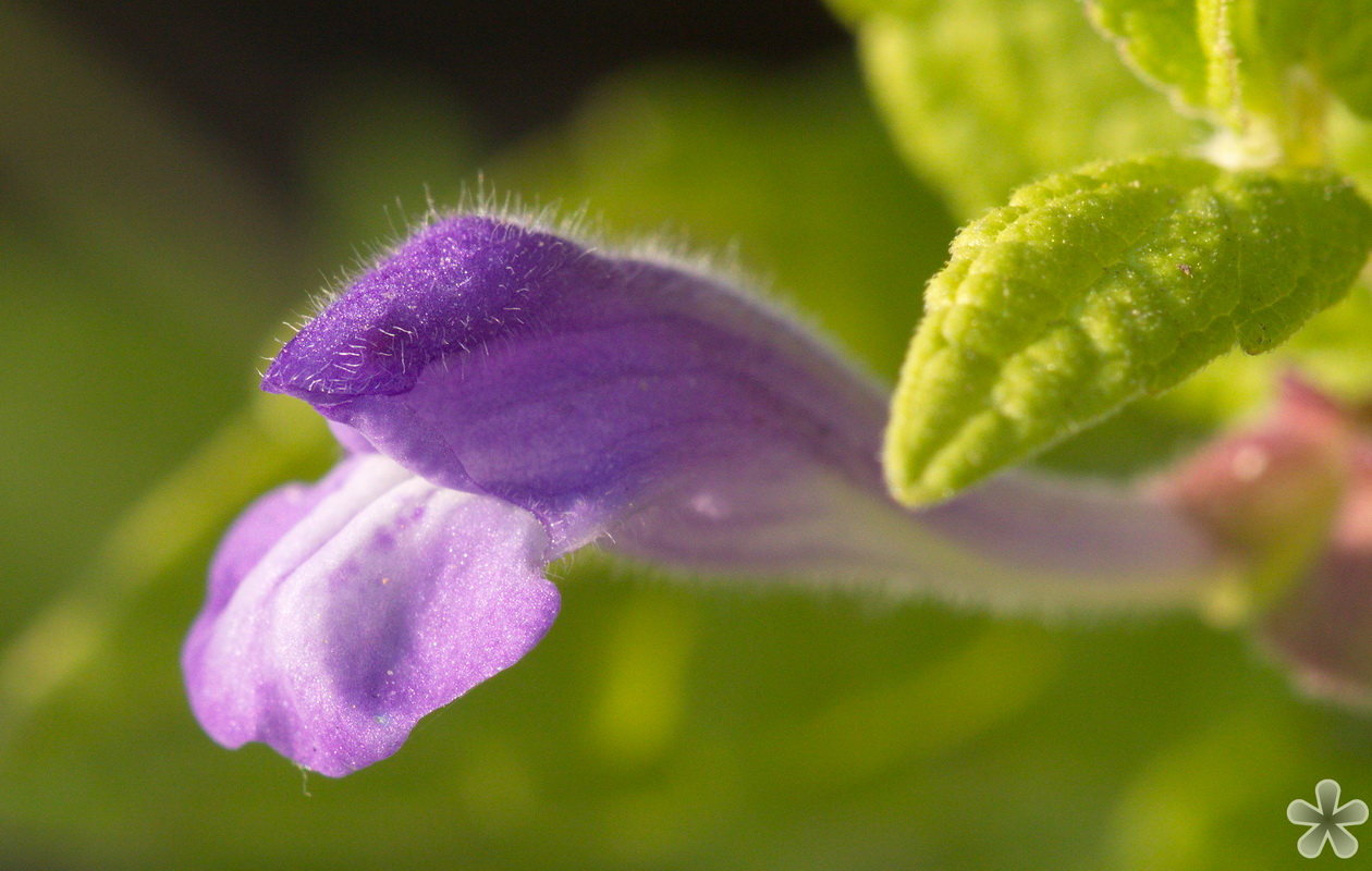 Image of Scutellaria galericulata specimen.