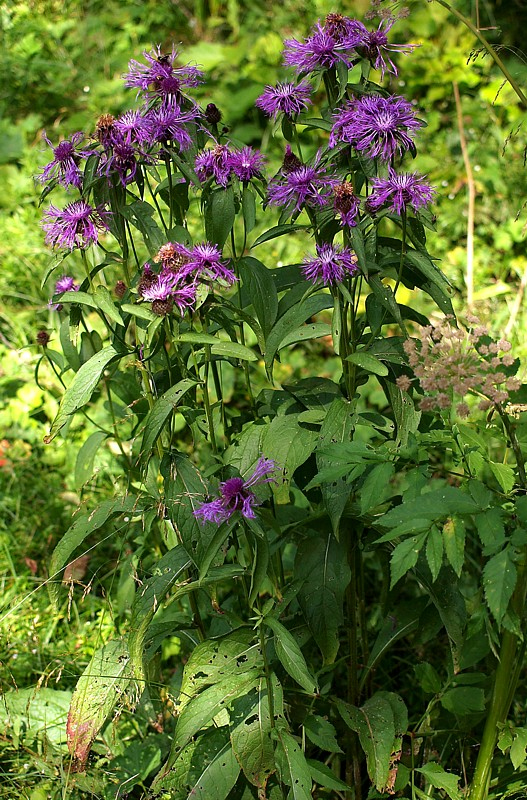 Image of Centaurea phrygia specimen.