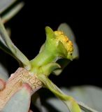 Euphorbia balsamifera. Верхушка побега с тычиночным циацием. Испания, автономное сообщество Канарские острова, остров Фуэртевентура, провинция Лас Пальмас, муниципалитет Ла Олива, восточные окр. пос. Эль Котильо, предгорная равнина, пояс суккулентных кустарников. 09.03.2016.