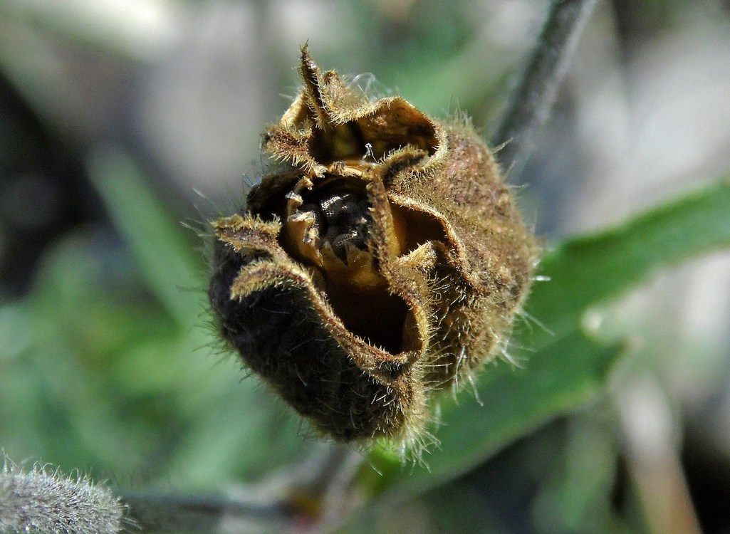 Image of Melandrium album specimen.