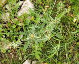 Centaurea iberica