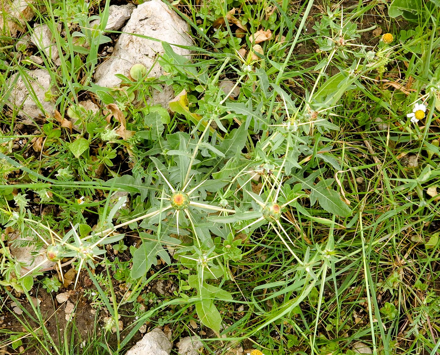 Image of Centaurea iberica specimen.