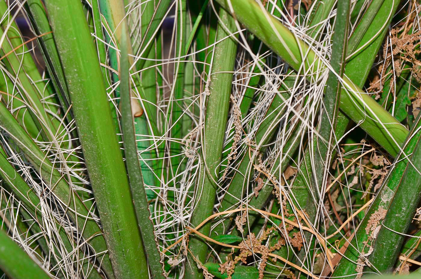 Image of Hesperaloe campanulata specimen.