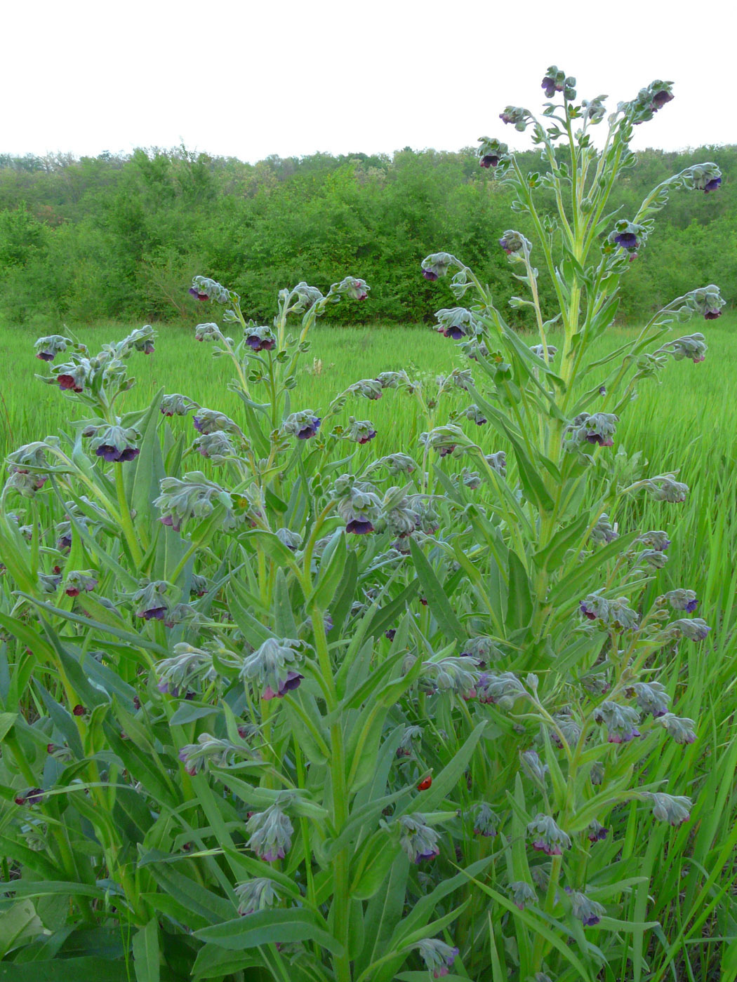 Изображение особи Cynoglossum officinale.