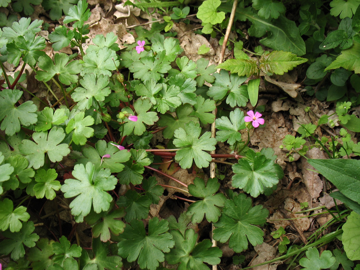 Image of Geranium lucidum specimen.