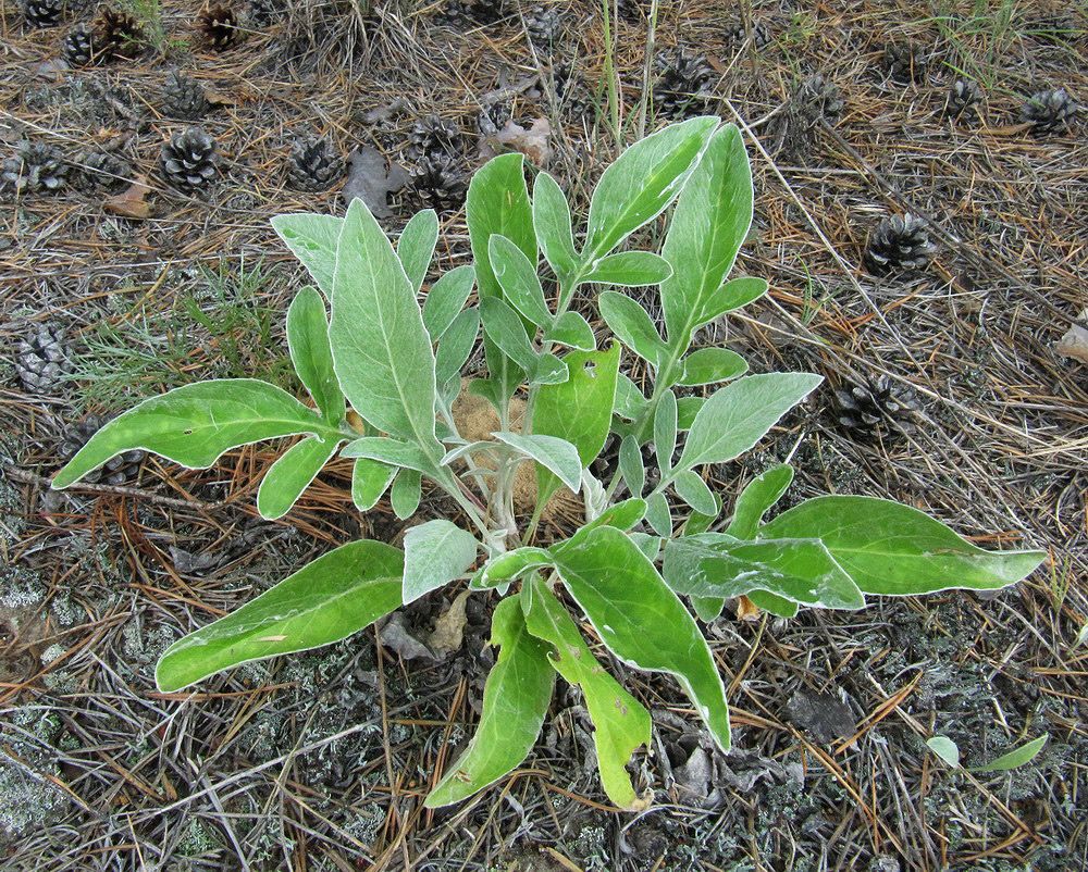 Изображение особи Psephellus marschallianus.