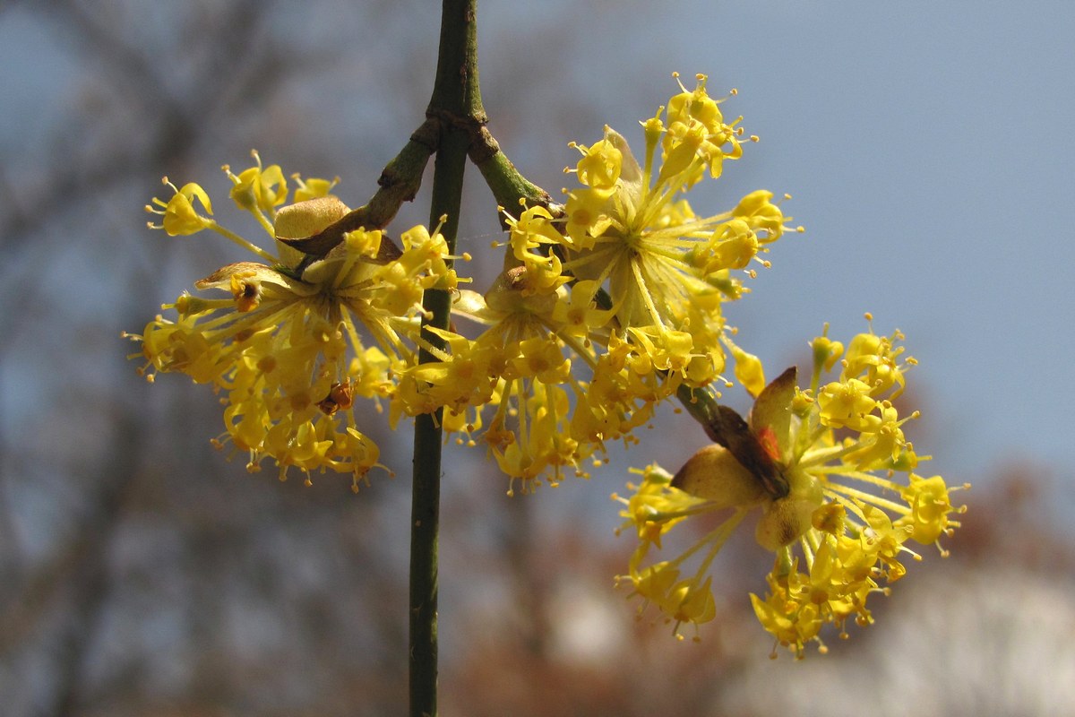 Image of Cornus mas specimen.