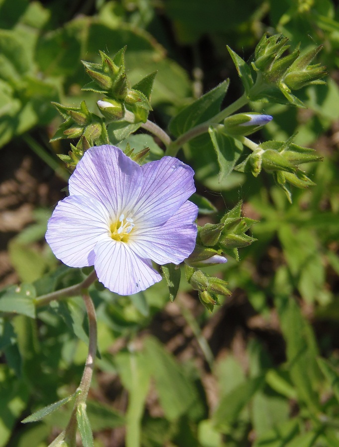 Изображение особи Linum hirsutum.