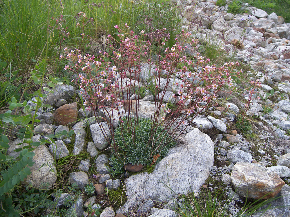 Изображение особи Saxifraga kolenatiana.