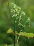 Dactylis glomerata