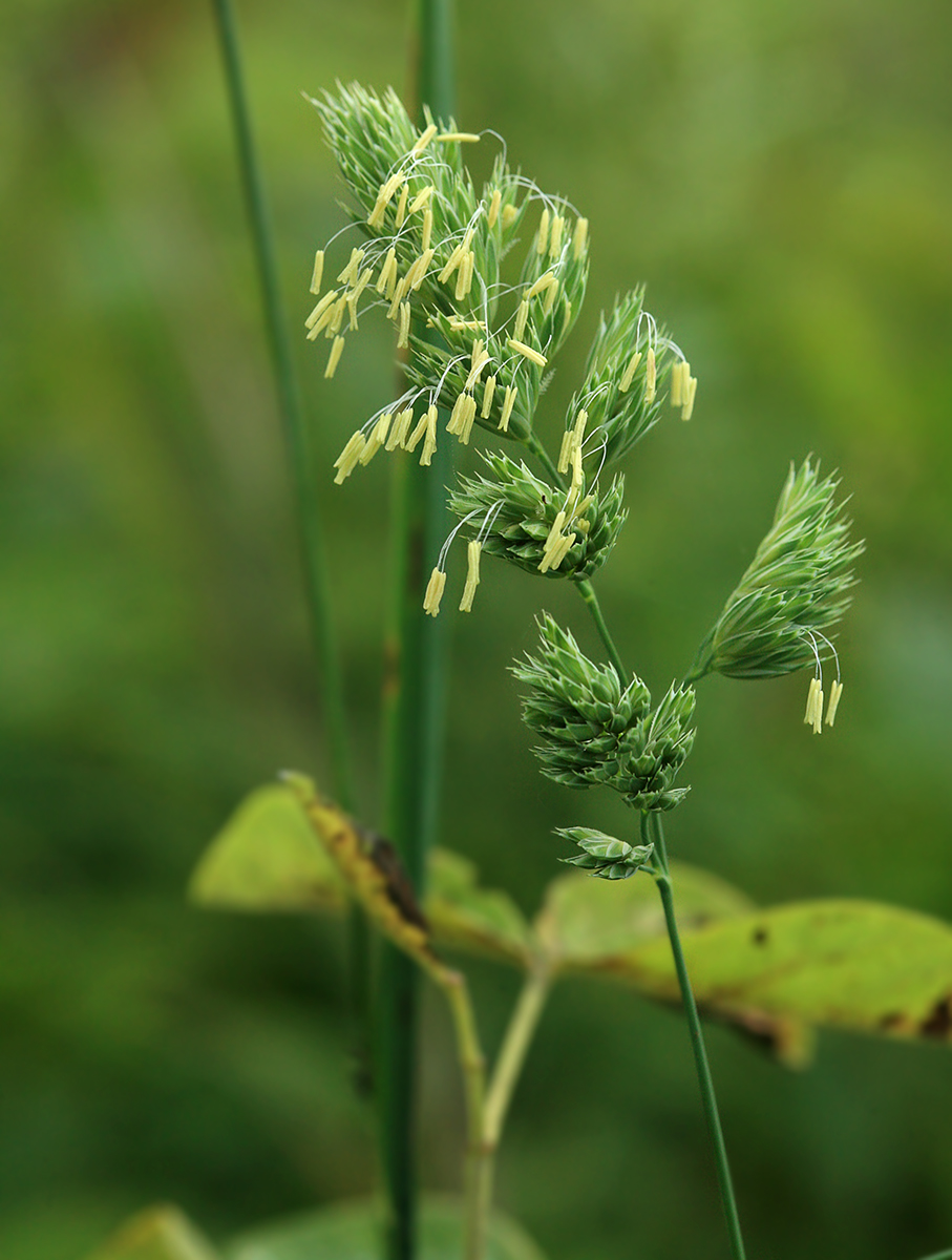 Изображение особи Dactylis glomerata.