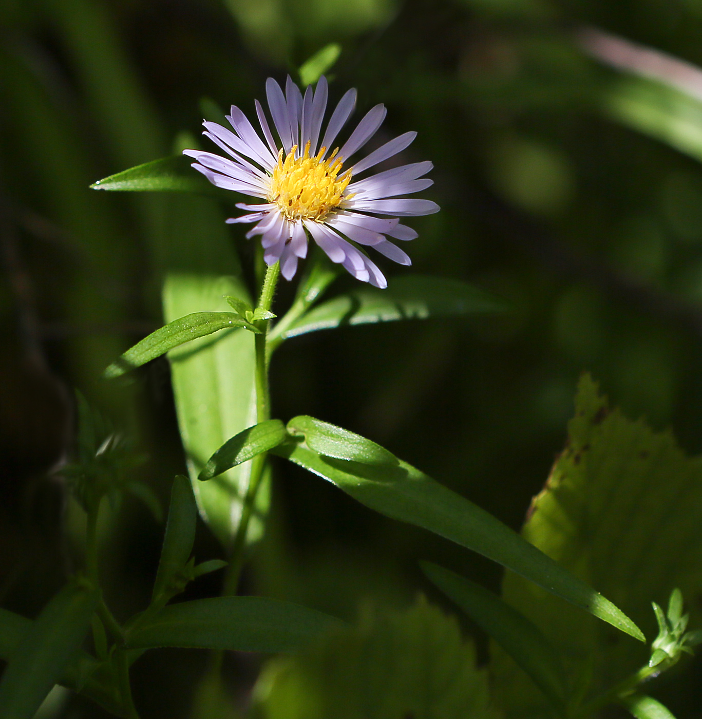 Изображение особи Symphyotrichum &times; salignum.