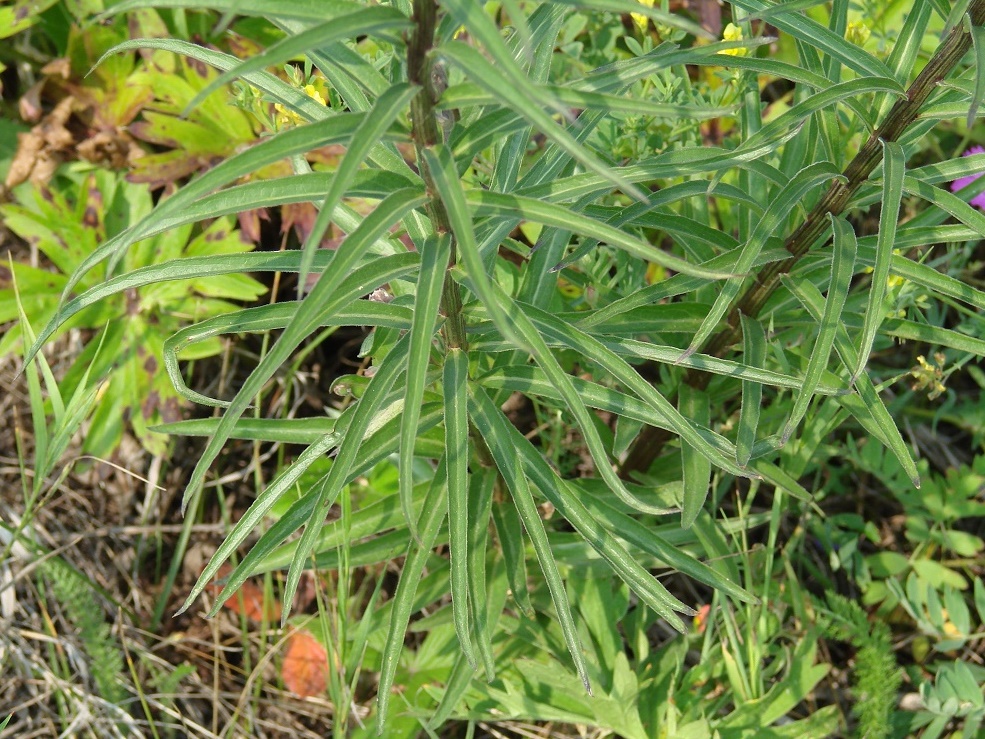 Image of Adenophora gmelinii specimen.