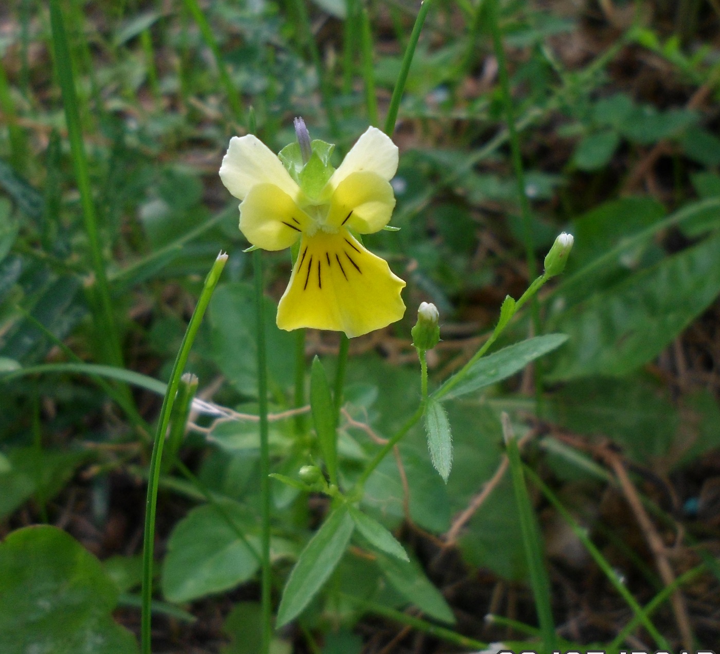 Image of genus Viola specimen.