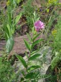 Calystegia dahurica