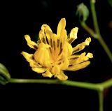 Crepis pulchra