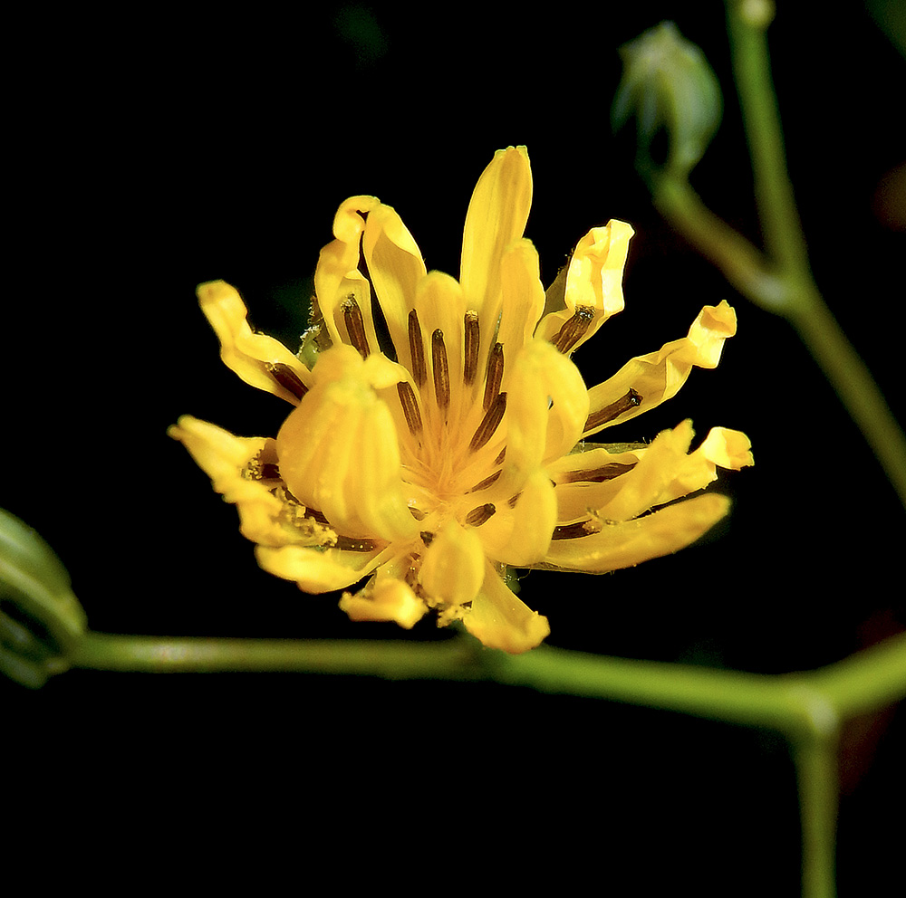Image of Crepis pulchra specimen.