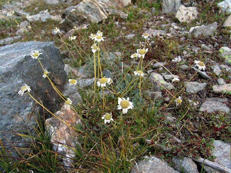 Изображение особи Anthemis saportana.