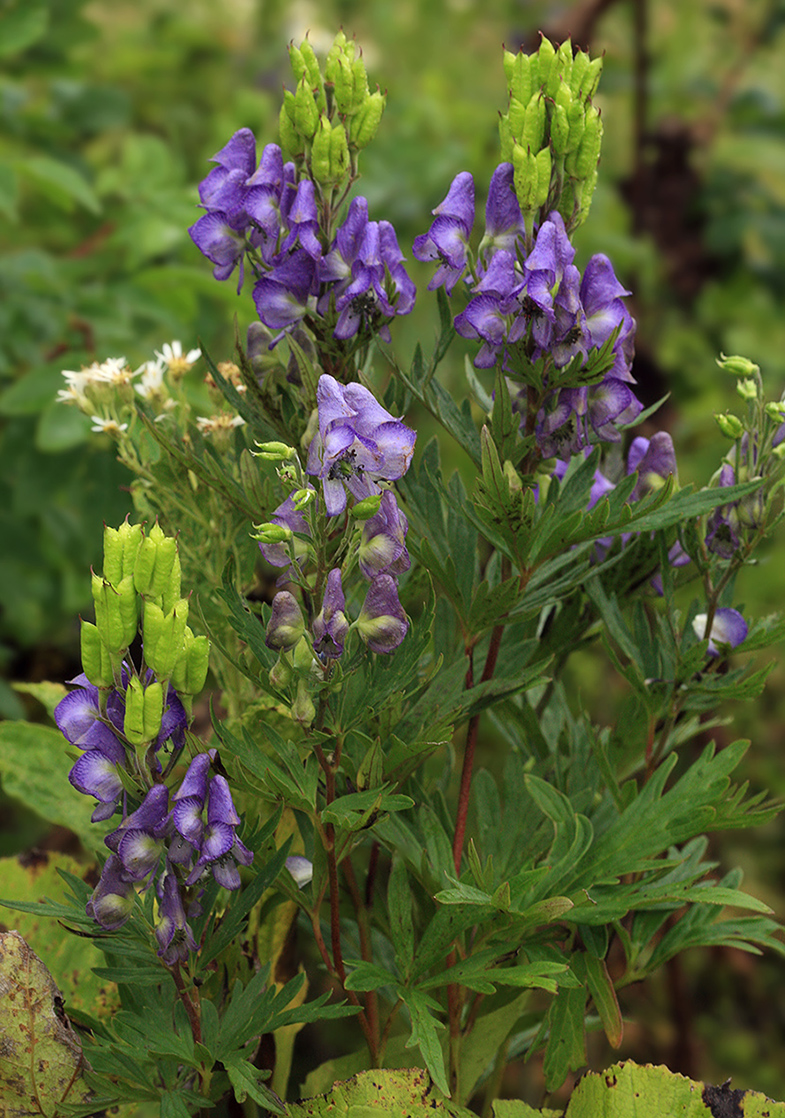 Изображение особи Aconitum sachalinense.