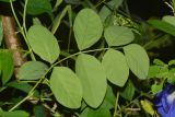 Clitoria ternatea. Лист (вид с абаксиальной стороны). Таиланд, о-в Пхукет, курорт Ката, пустырь у грунтовой дороги. 09.01.2017.