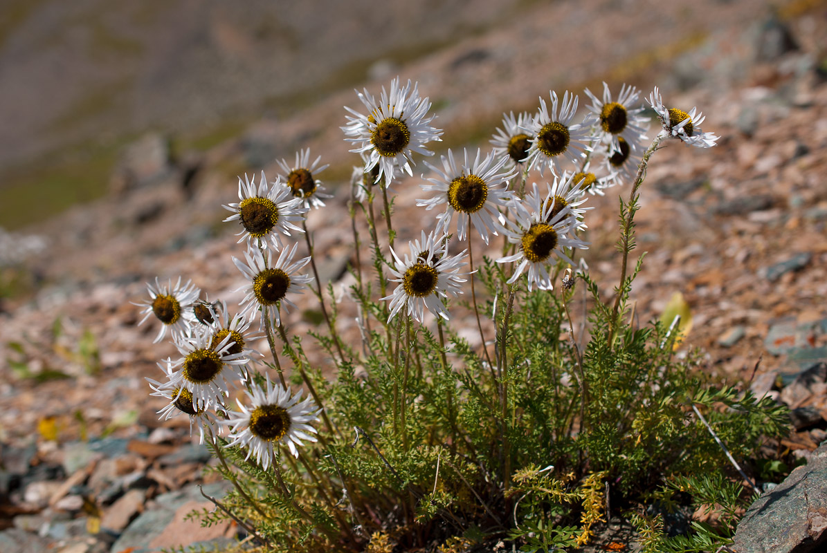 Изображение особи Pyrethrum pulchrum.