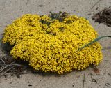 Alyssum lenense